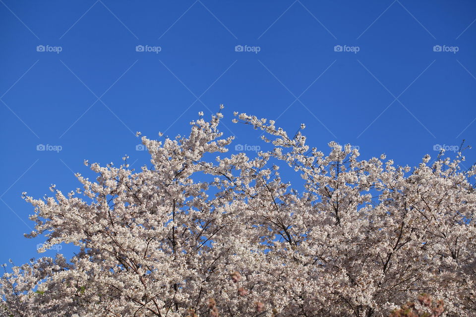 The cherry blossom