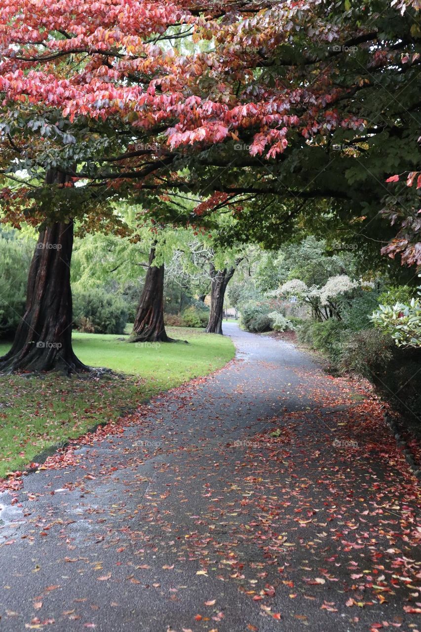 Red leaves fall on the path in the park