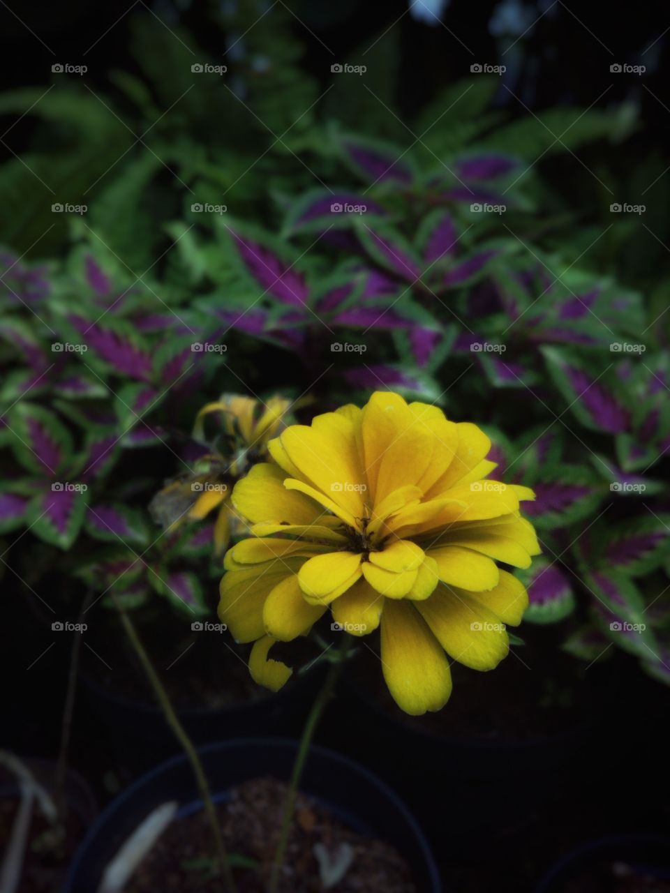 Yellow Flower in the foreground