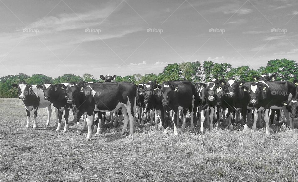 cows in contrast