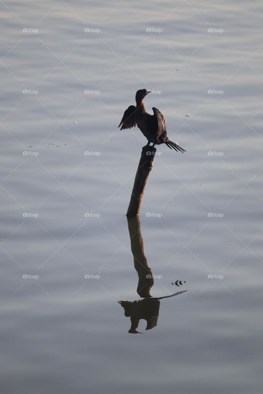 Cormorant mirroring in the river