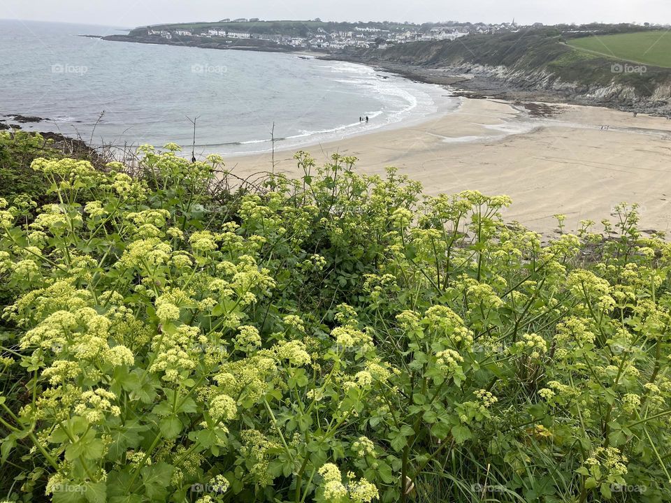 Springtime Beach Flora 