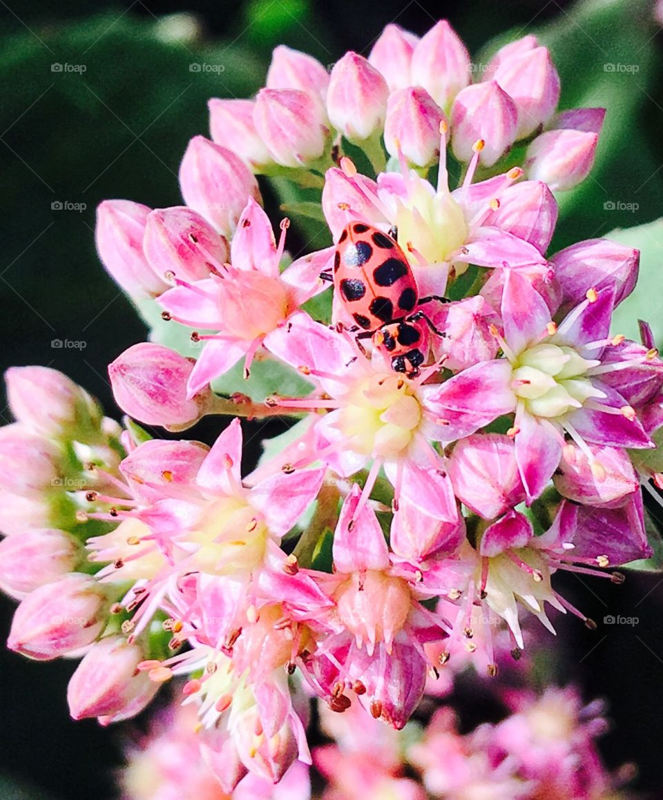Lady bug on a flower