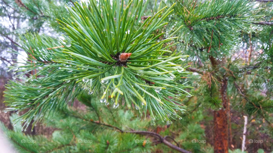 сосновые веточки под дождем