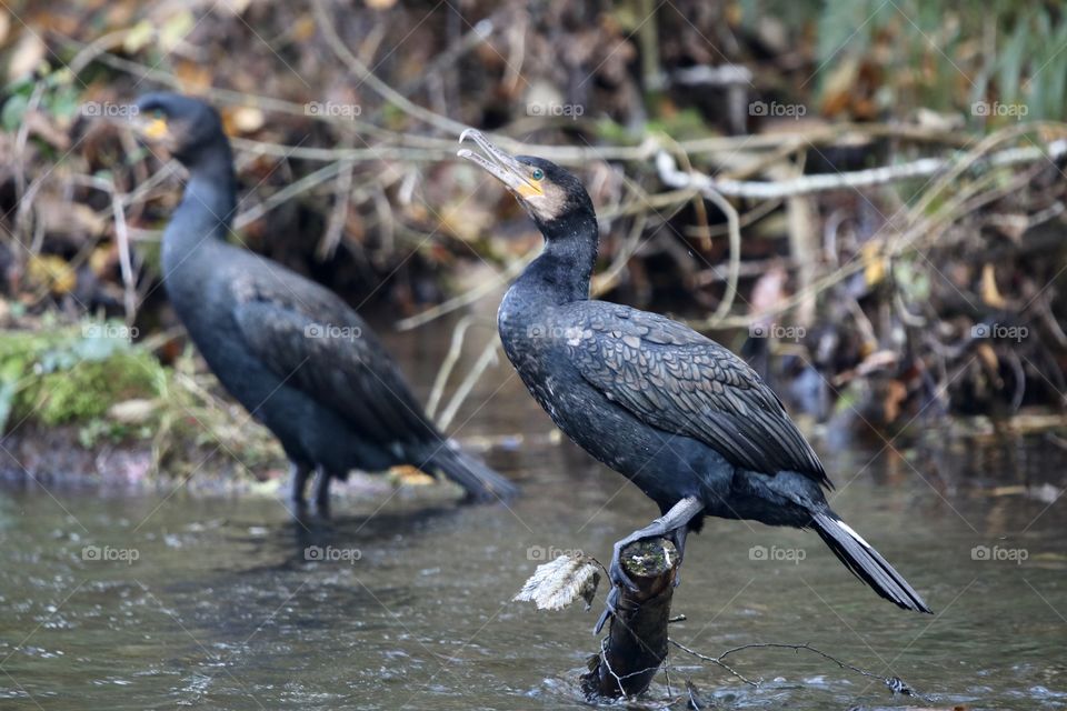 cormorant