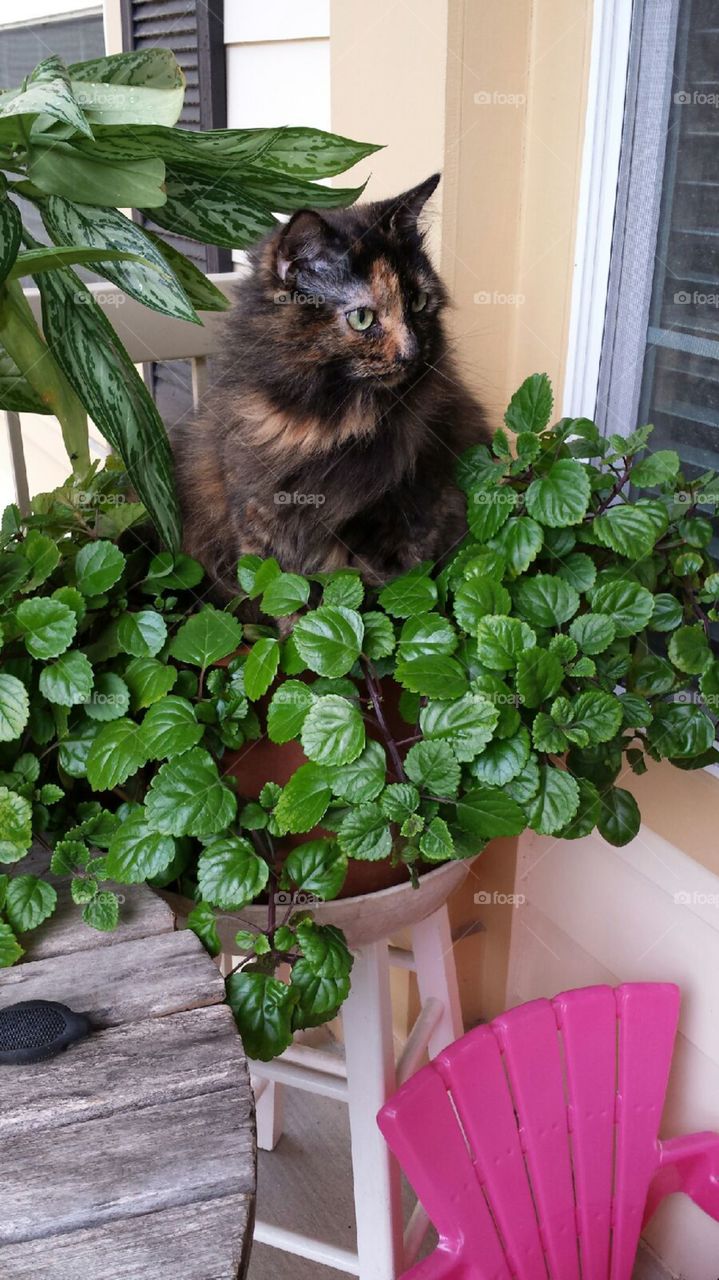 Cat in plant 