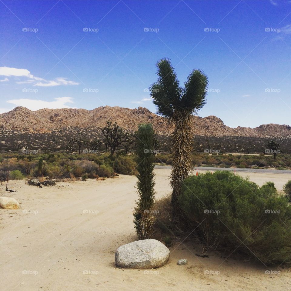 Palmdale desert. California 