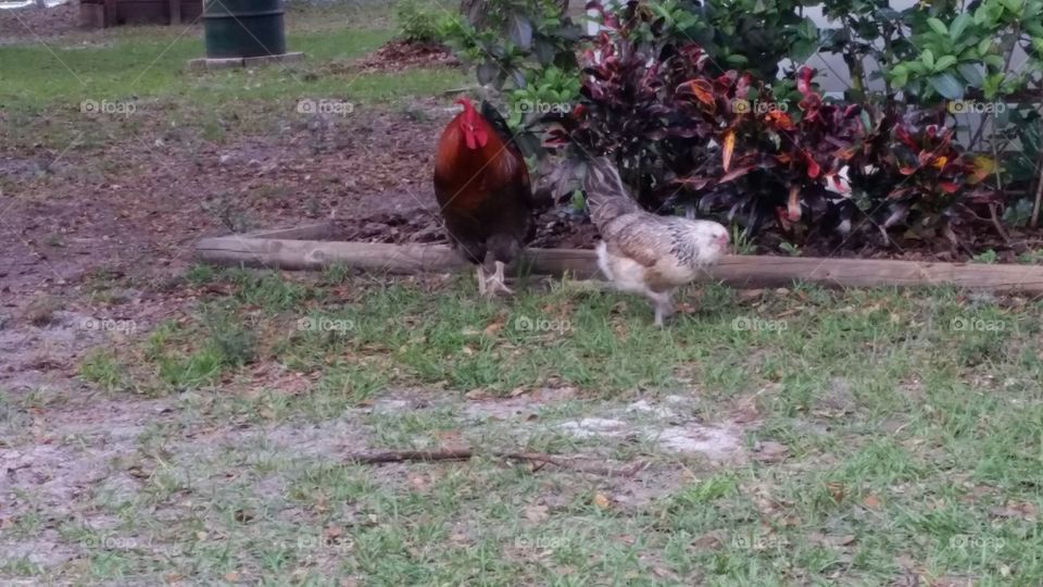 chicken & rooster taking care of things on a beautiful spring day in Florida