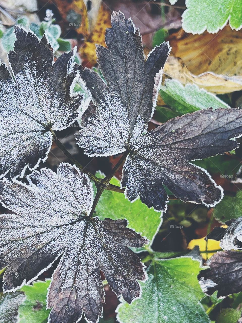 Frosted flower leaves in the garden 