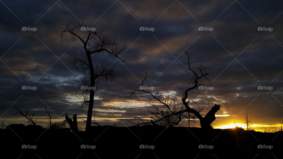dead tree silhouette