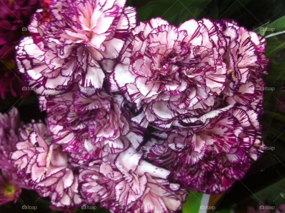 Carnations