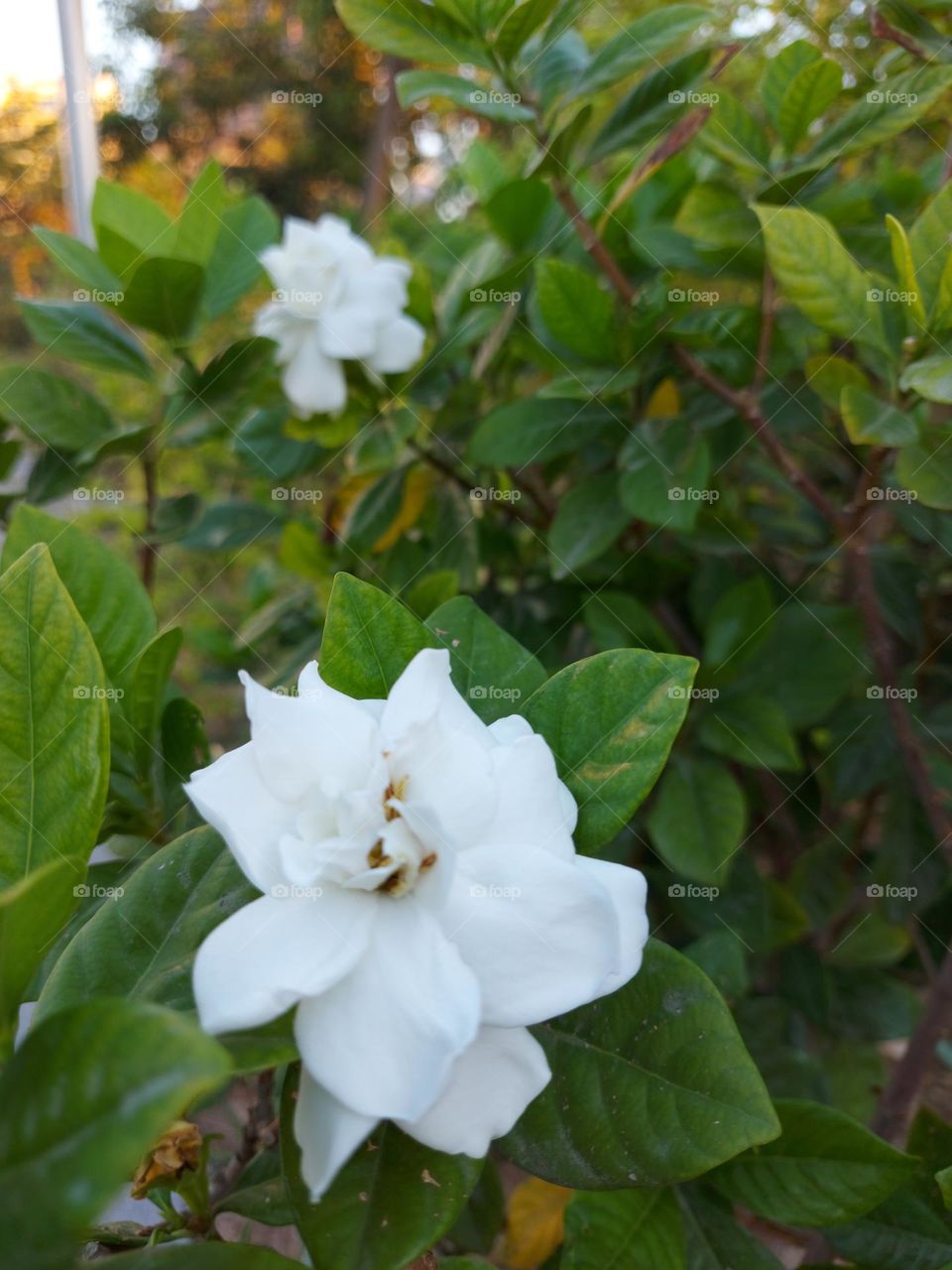 Gardenia