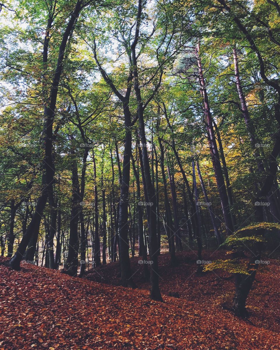 Autumn trees in forest