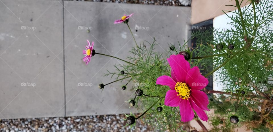 Three pink flowers, one close-up and in focus, surrounded by parsley-looking leaves, all suspended above a sidewalk and rocks.
