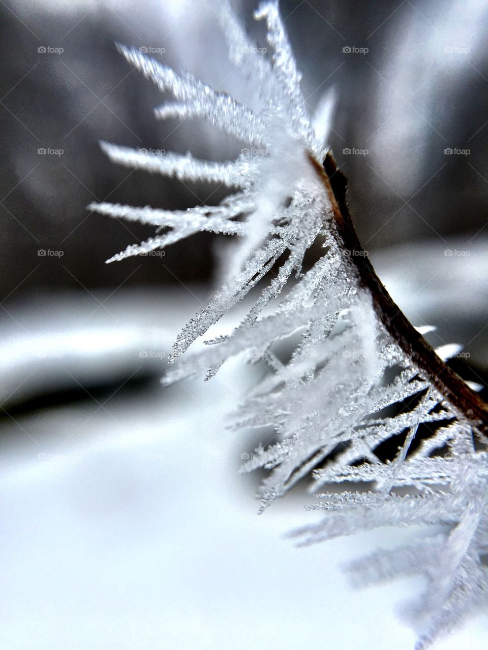 Frost. Frozen twig