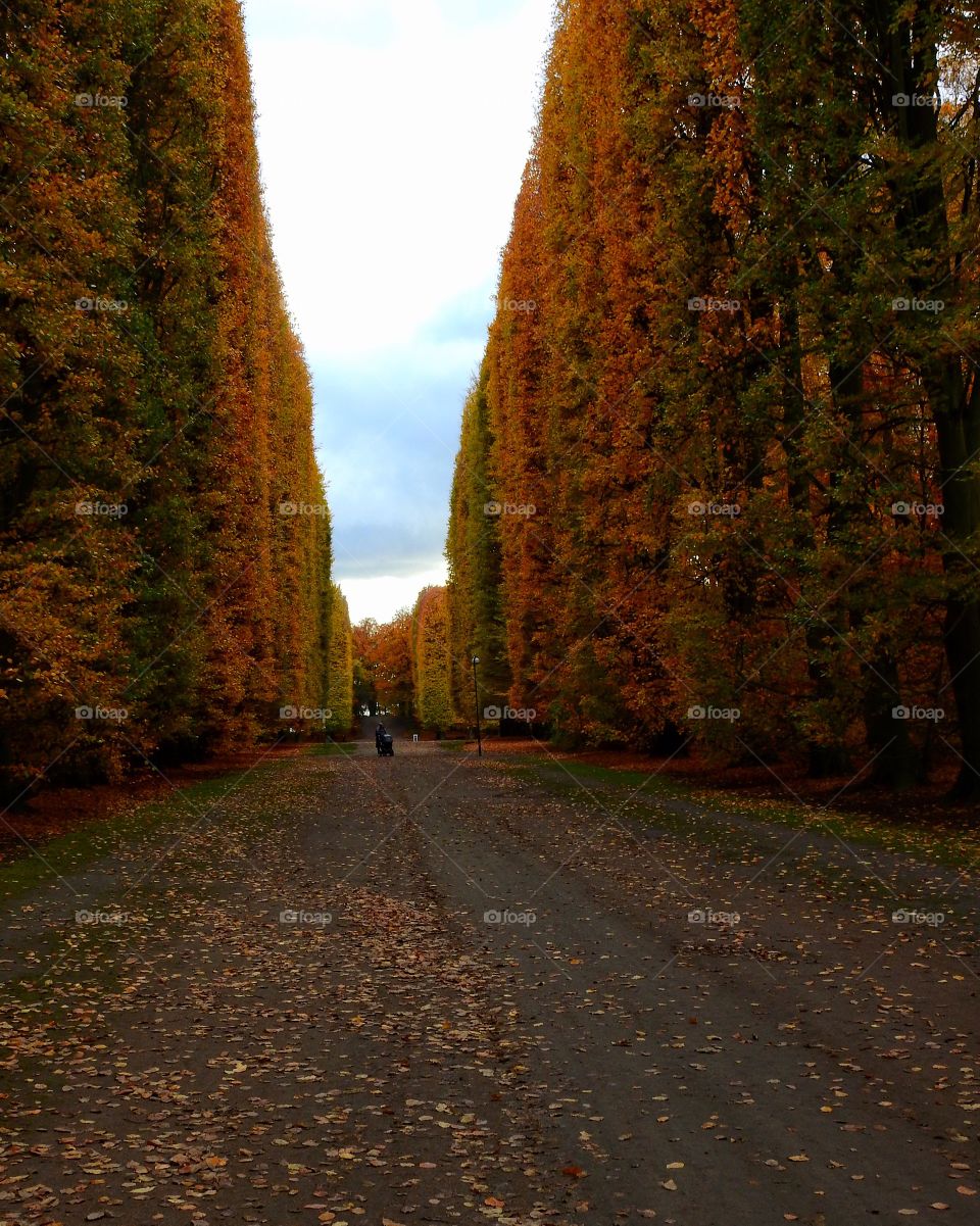 Colorful trees