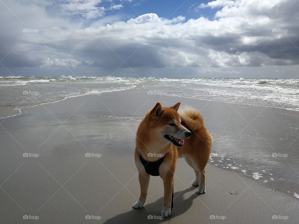Shiba by the ocean