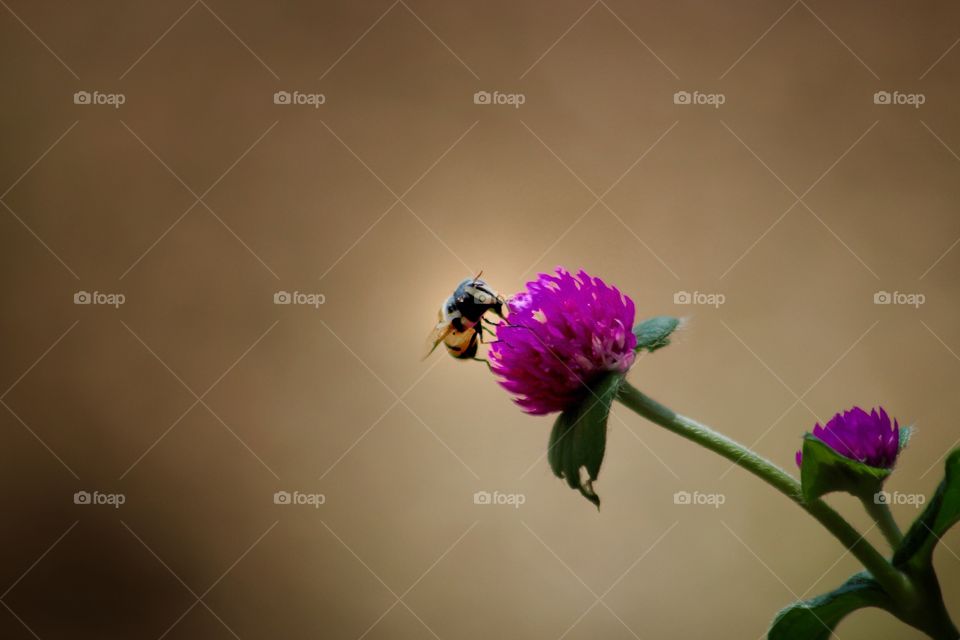 Gomphrena and bee
