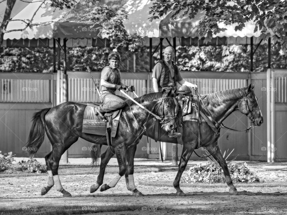 Dunkin Bend. Two year colt schooling in the Saratoga paddock. This strong muscular racehorse by Dunkirk is a stakes winner. 