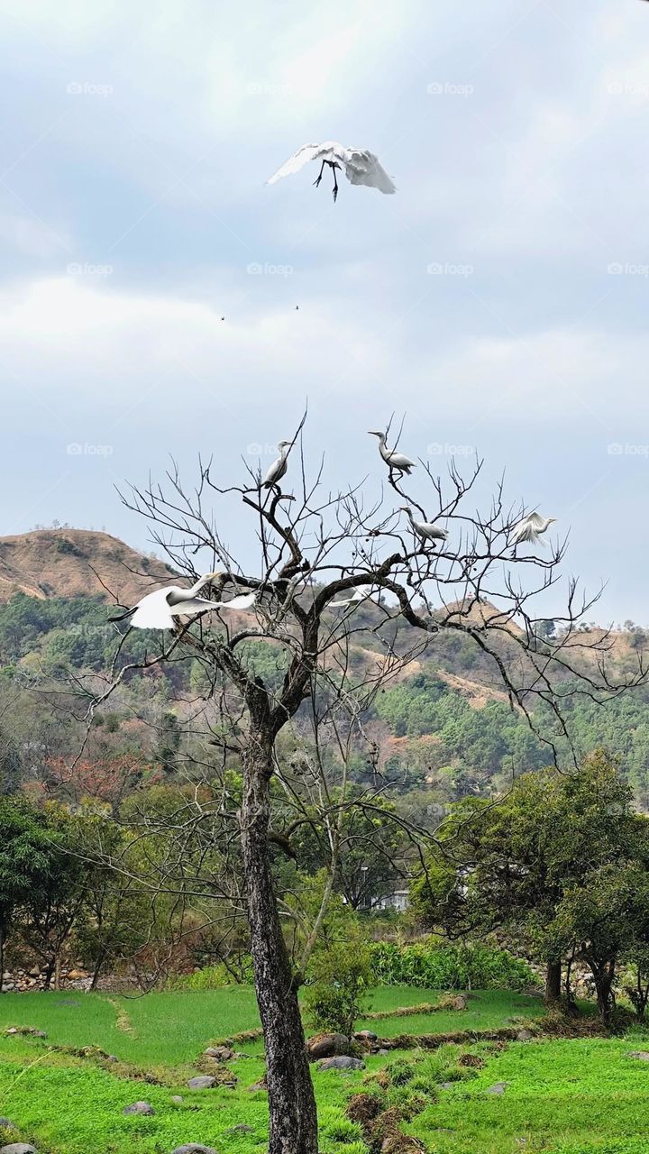 A serene rural landscape featuring a leafless tree adorned with elegant white egrets. One egret is captured mid-flight against a backdrop of rolling hills and a cloudy sky, adding a dynamic element to the peaceful scenery.