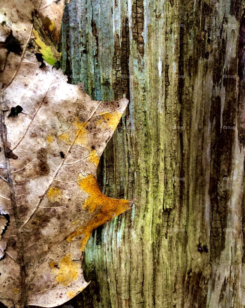 Autumn leaf against tree trunk 