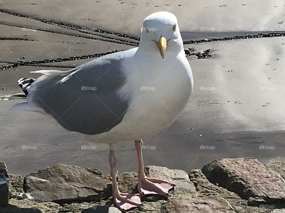 Looking straight down the lens and what do you see? Ice cream :-) 