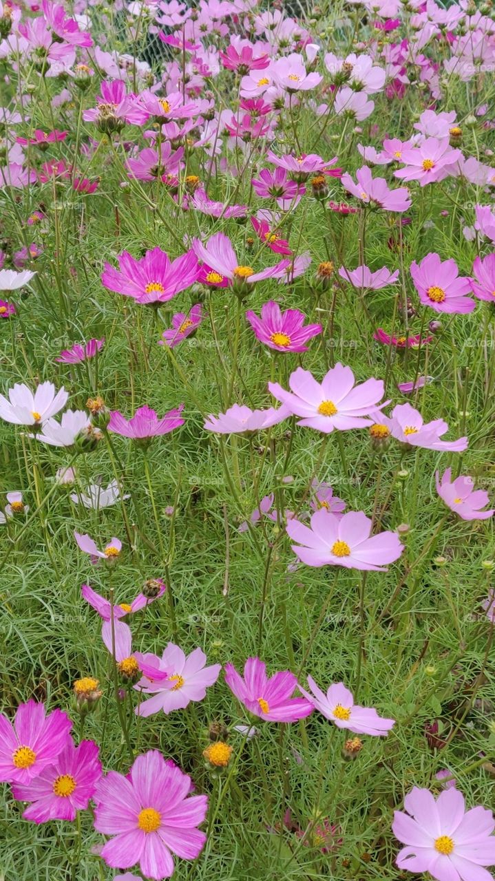 Pink Flowers @garden
