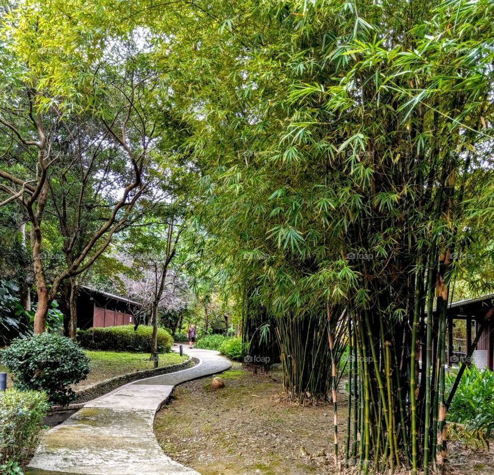 The long and winding pathway between t two rows of green trees(bamboos & others), looked like quite and feel comfortable. a good place for a trip.