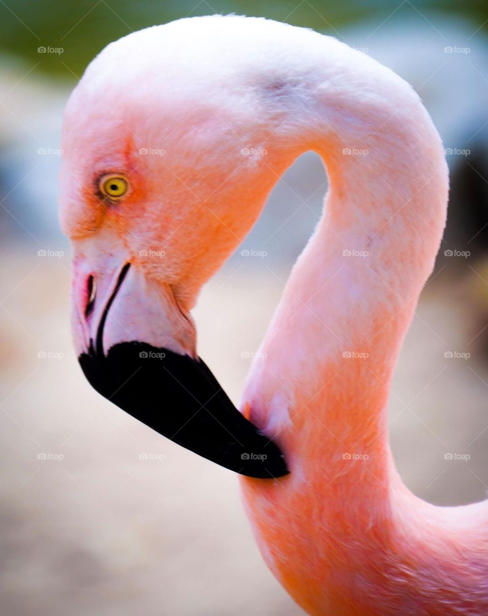 flamingo