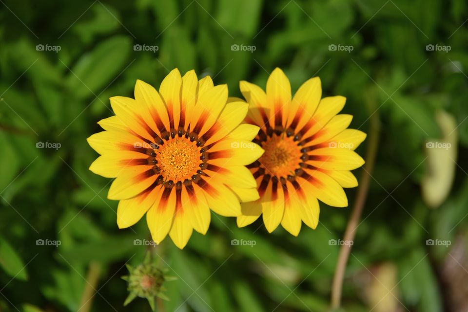 Yellow flowers with green bokeh background