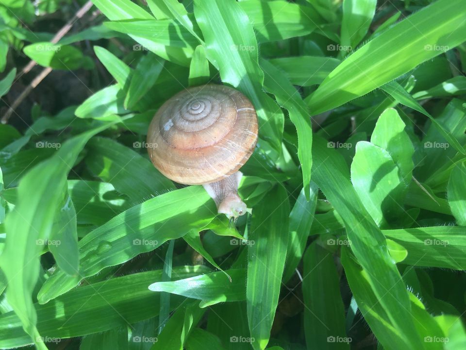 Little Snail, Pasir Ris