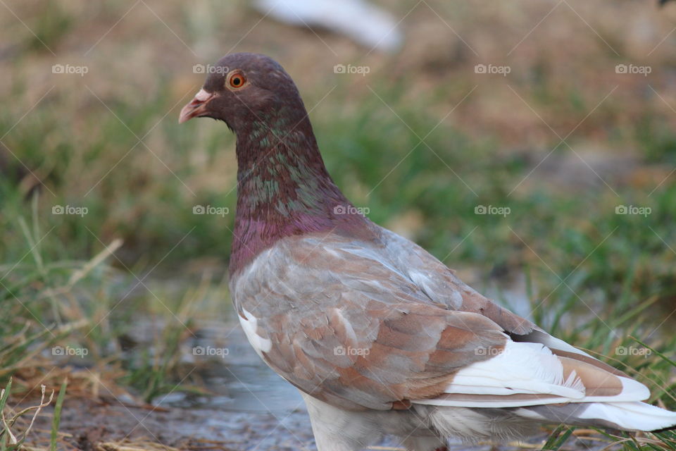 pretty Ecuador pigeon
