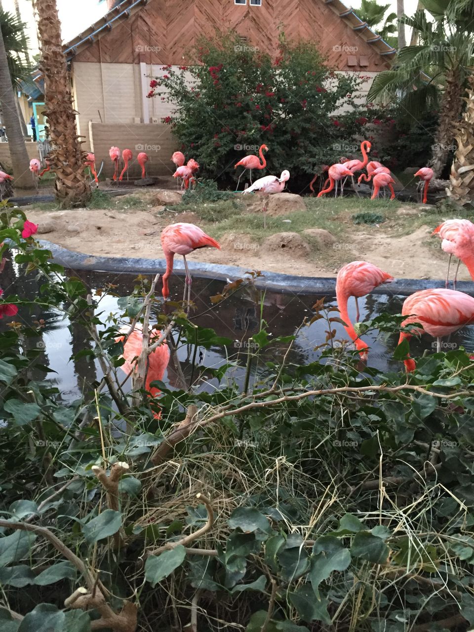 Flamingos 
