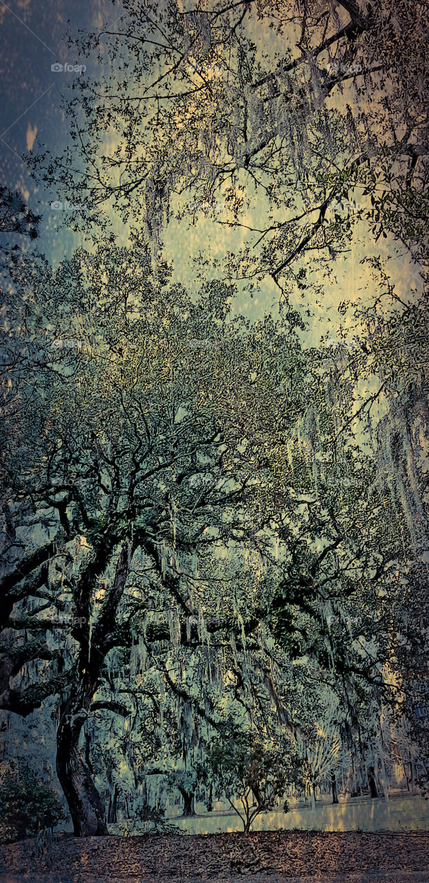 oak trees against a winter sky
