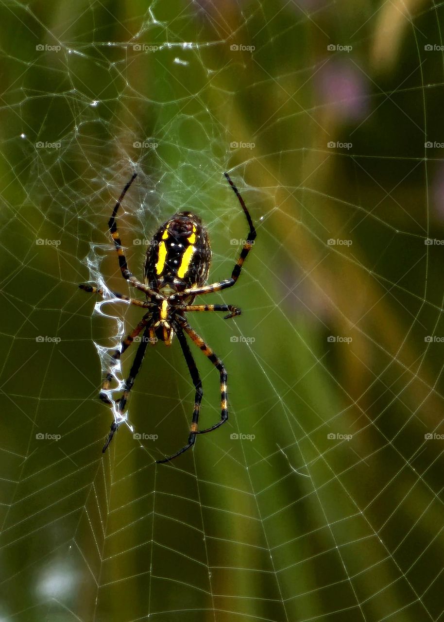 Spider in Web