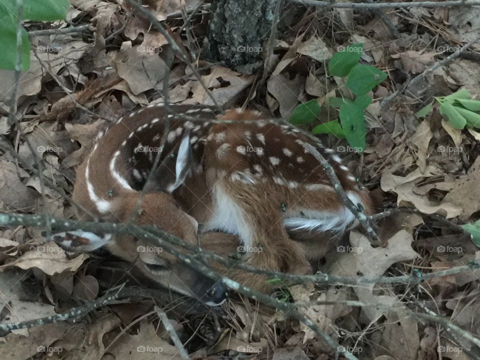 New Fawn less than 24 hours old