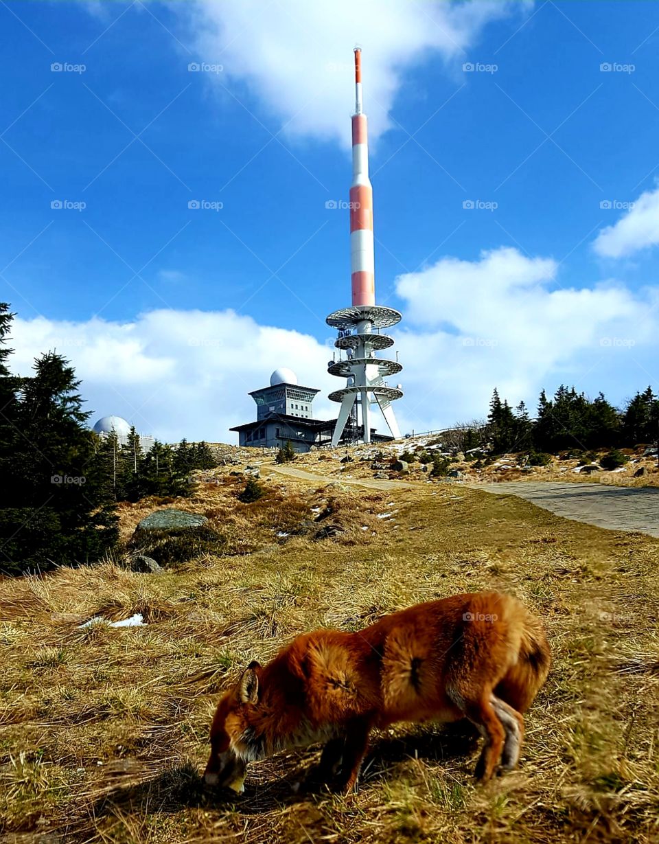 Fuchs vor dem Brocken
