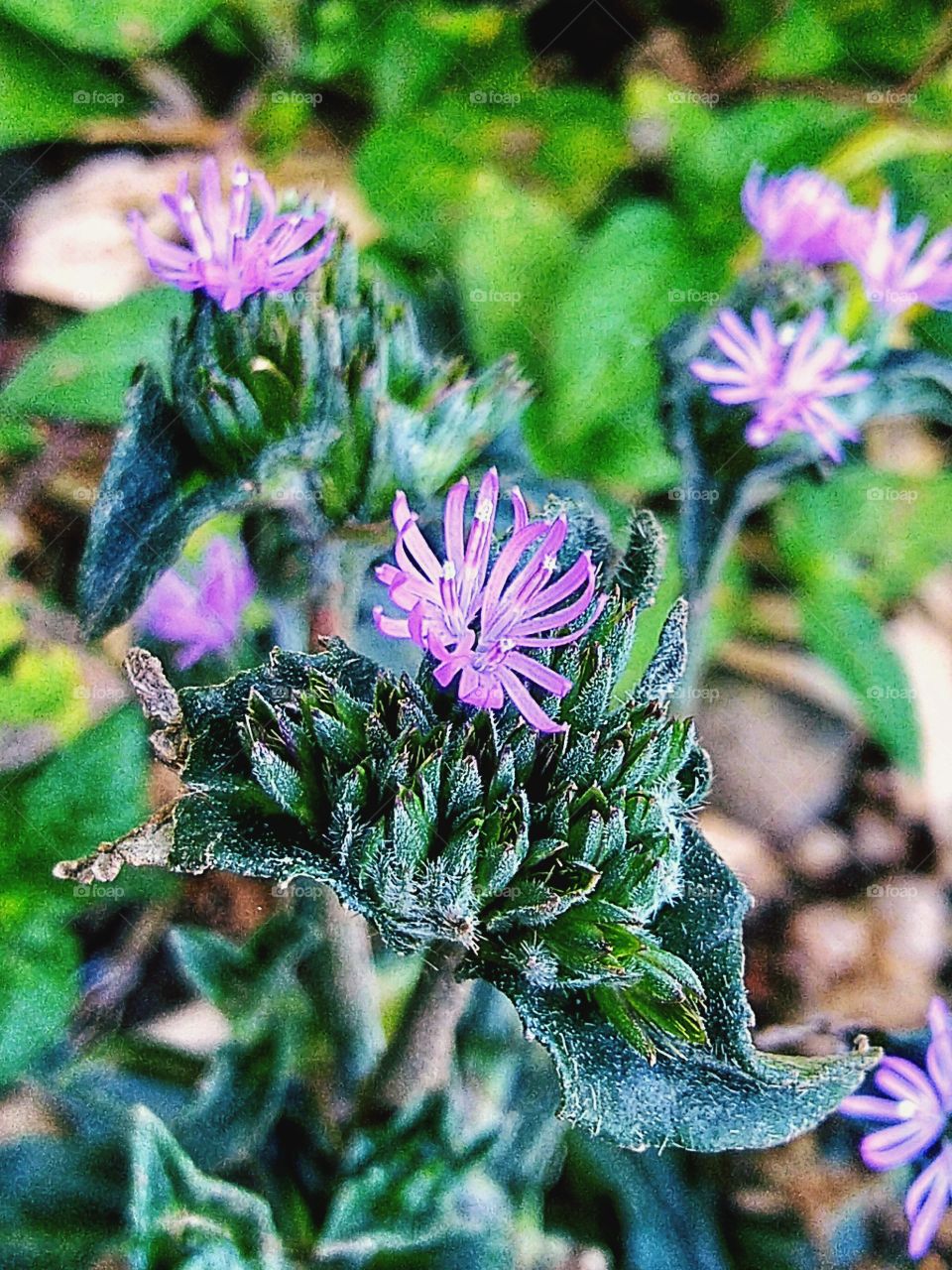Flower