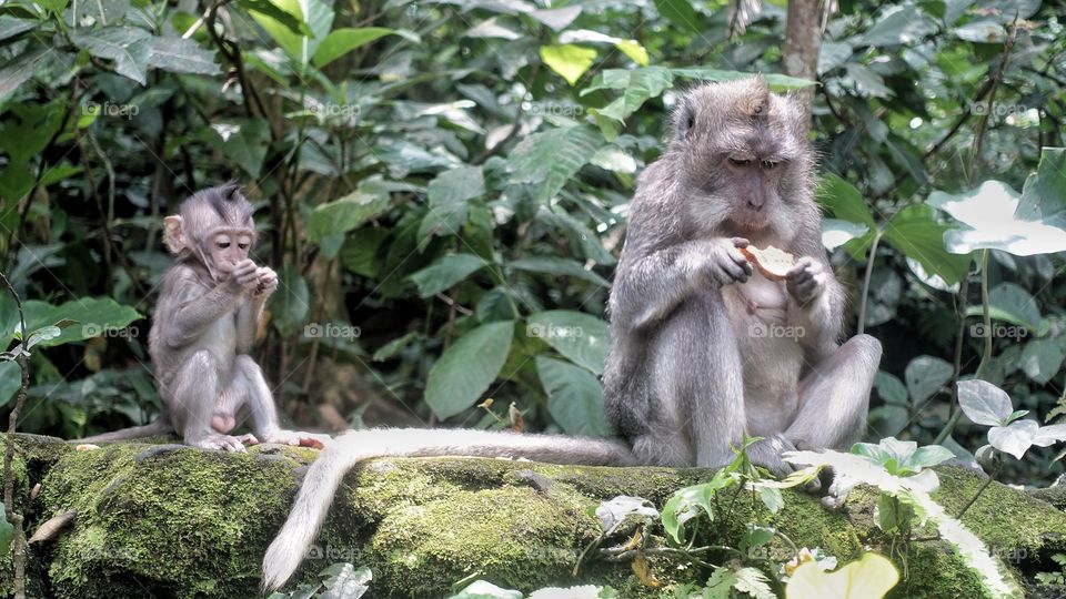 Monkey lunchtime, Bali, Indonesia