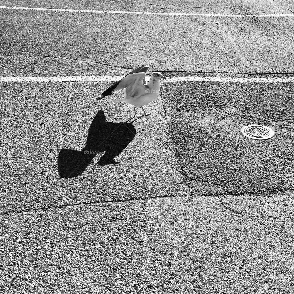 The shadow of a seagull in a parking lot...