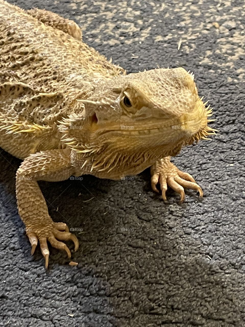 Rusty the Bearded Dragon