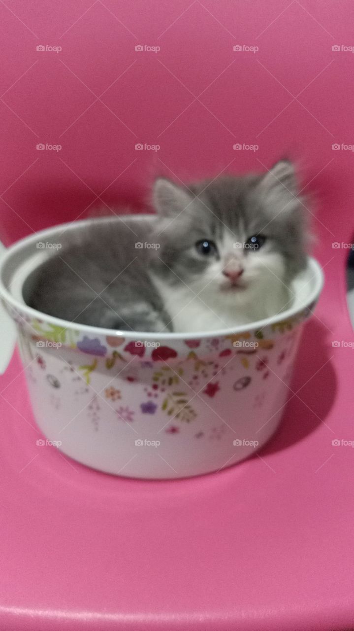 cute Kitty ....I drink you up