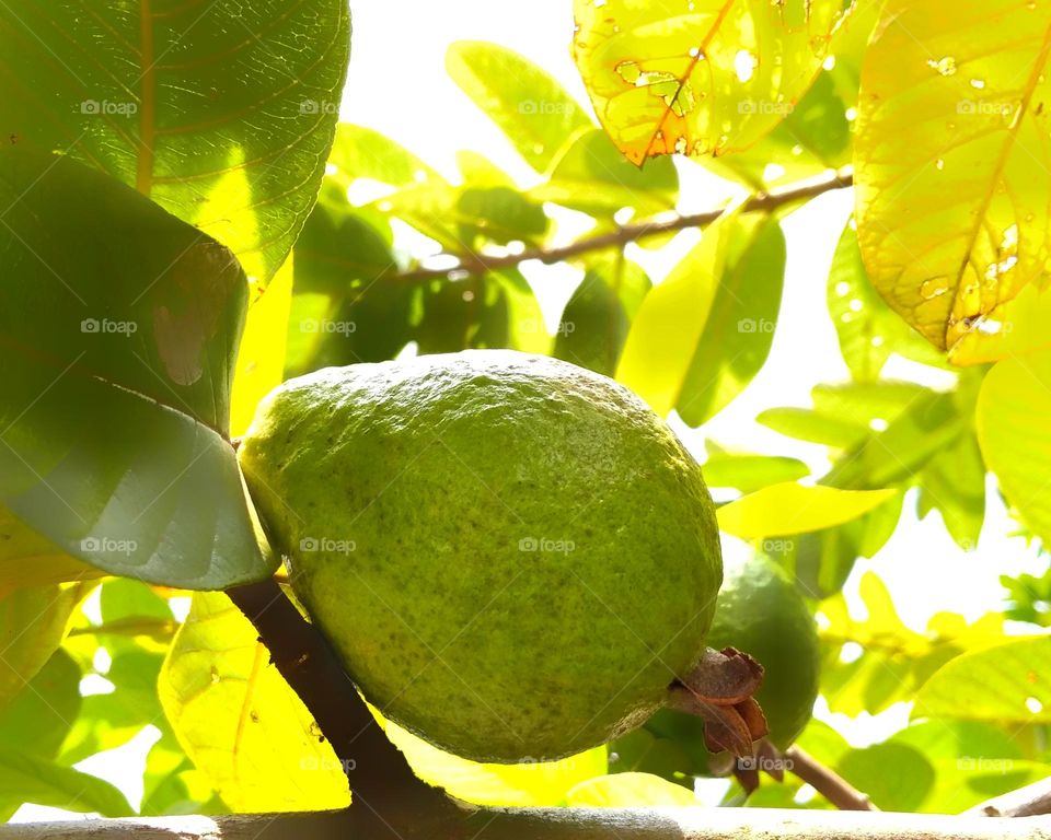 Fresh guava fruit on tree