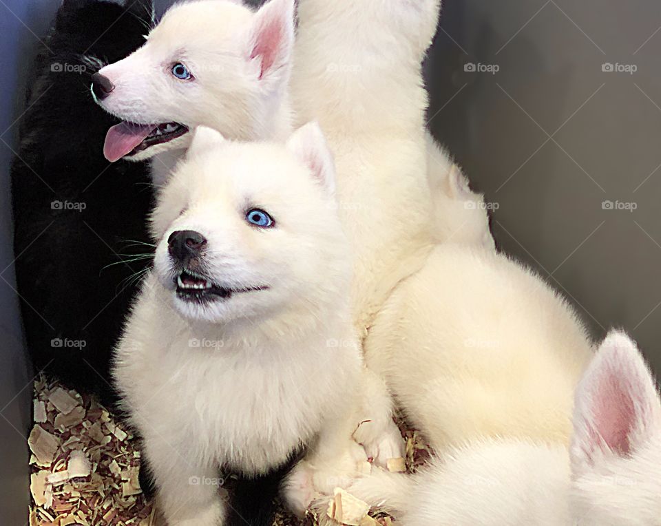 Beautiful white puppies.