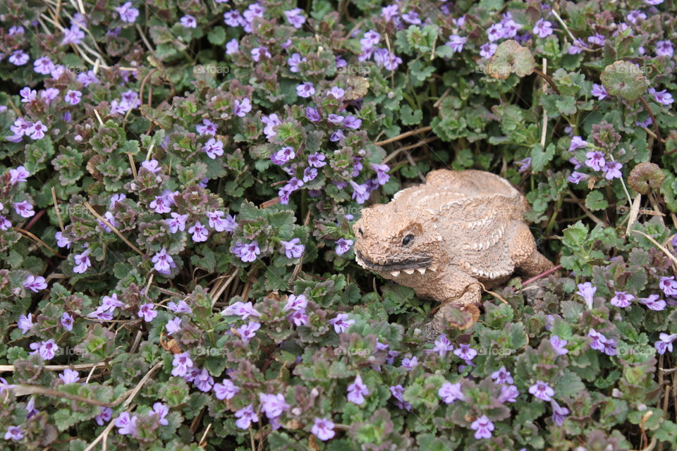 Lizard in Purple Flowers
