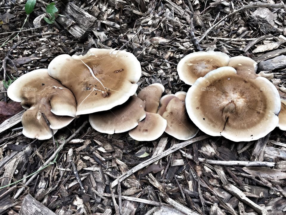 Brown Mushrooms and wood chips on the ground in the woods