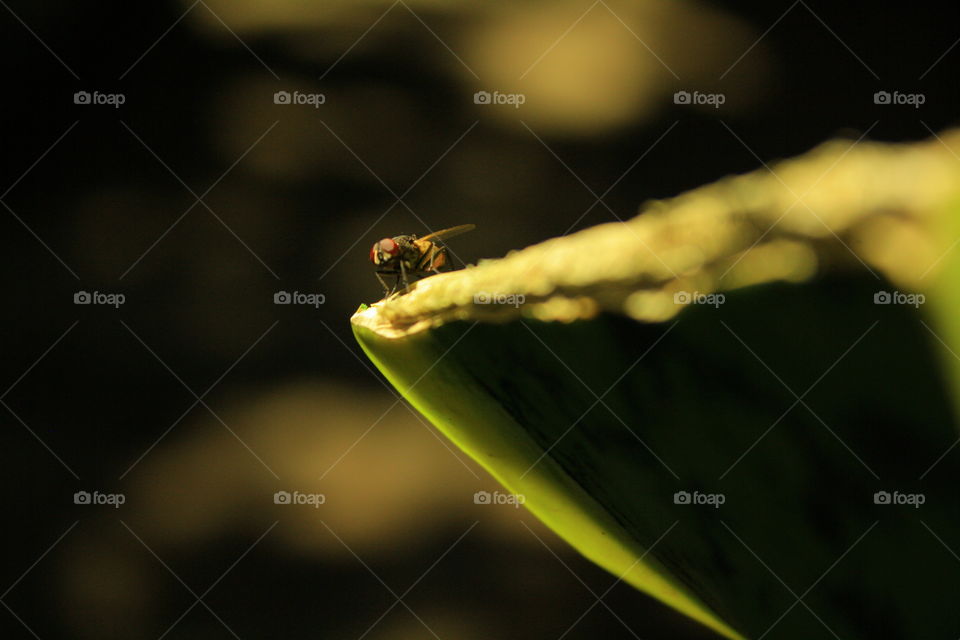 perched on the leaves