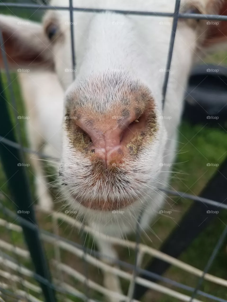 Else's nose