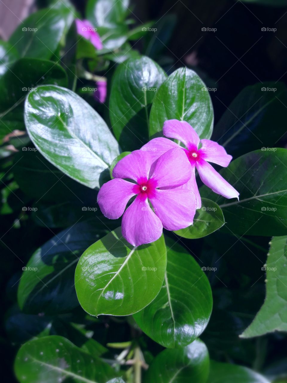 Priwinkle flower