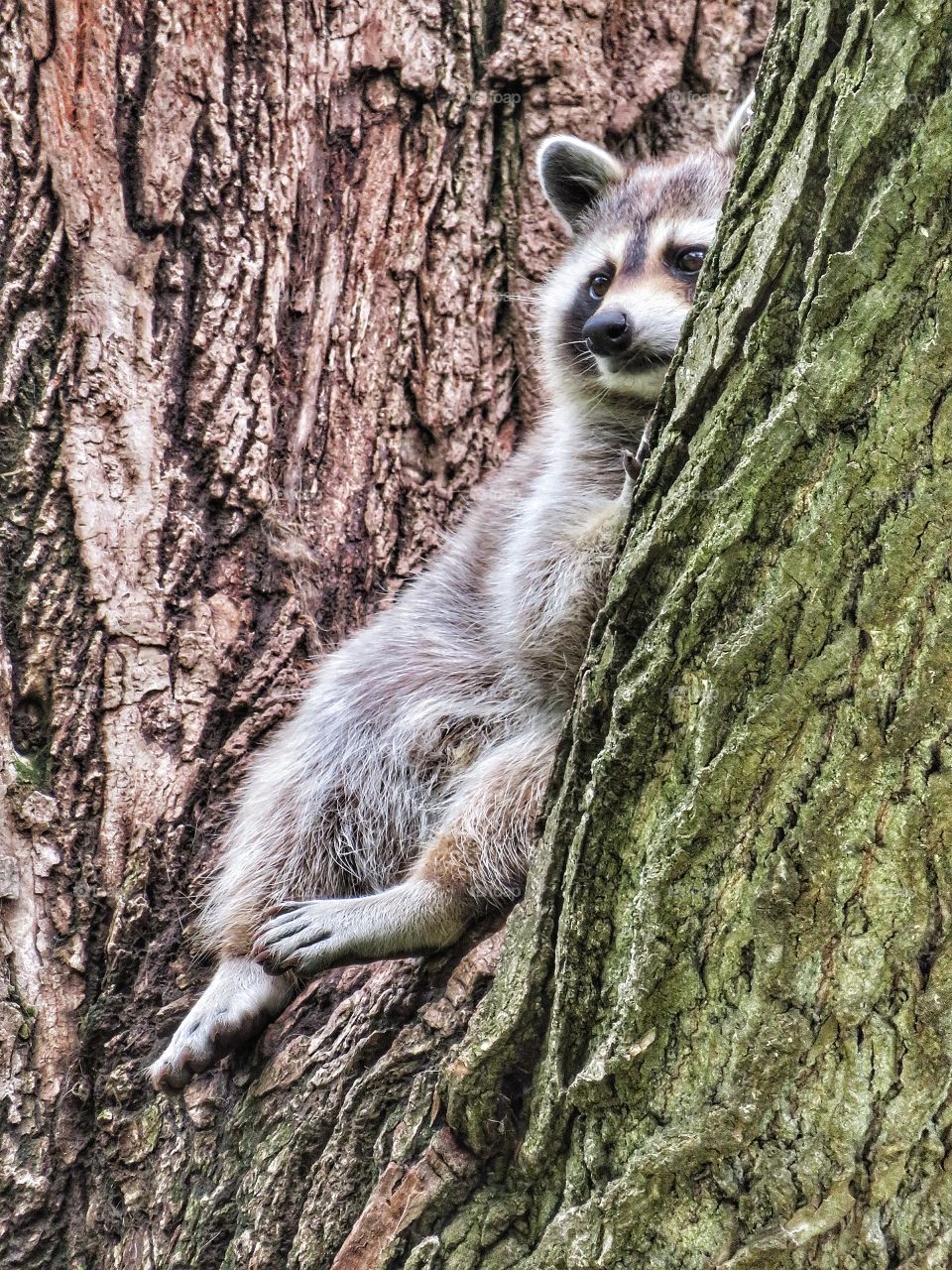 Ecomuseum Zoo Montreal - A racoon relaxing 
